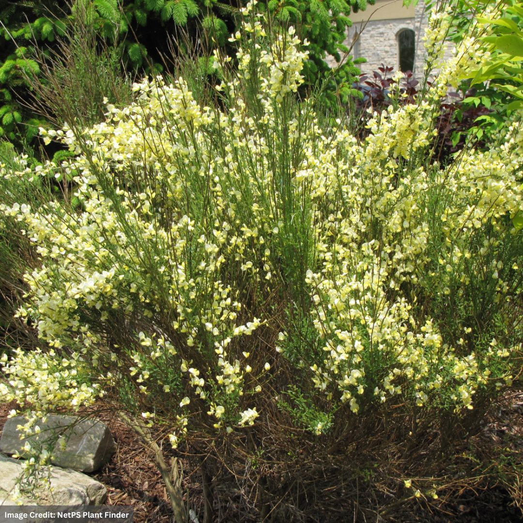 Scotch Broom (Warminster) – Allgold – #2 Container